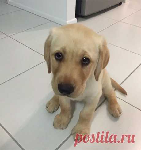 Милые и очаровательные щенята заряжают позитивом