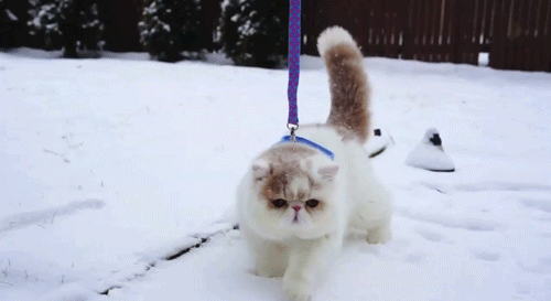 Зимняя прогулка