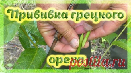 Методы прививки Грецкого ореха. Walnut grafting methods.