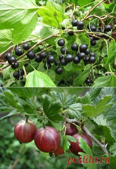 КАК ПОЛУЧАТЬ СУПЕР УРОЖАИ МАЛИНЫ, СМОРОДИНЫ, КРЫЖОВНИКА, ВИШНИ