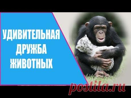 УДИВИТЕЛЬНОЕ ВИДЕО О ДРУЖБЕ ЖИВОТНЫХ / FRIENDSHIP ANIMALS.

УДИВИТЕЛЬНОЕ ВИДЕО О ДРУЖБЕ ЖИВОТНЫХ.
Наблюдая за миром животных, мы обнаруживаем в нем проявление тех же чувств, что и в мире людей: совершенно разные животные испытывают друг к другу симпатию и нежную привязанность.