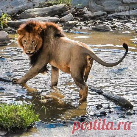 Смешная дикая природа