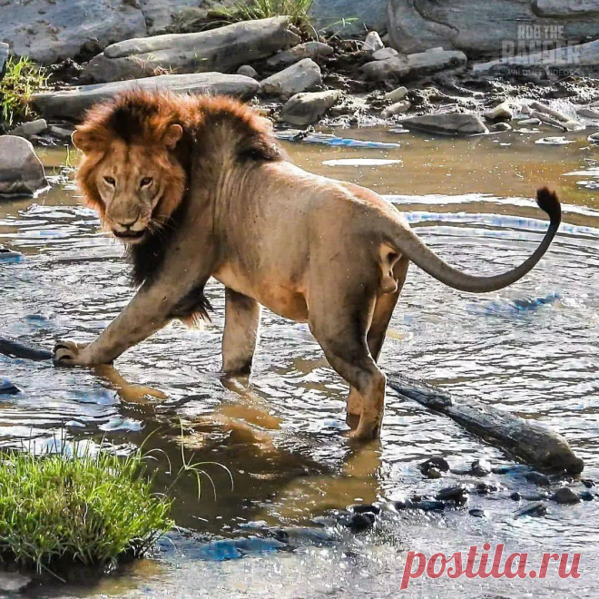 Смешная дикая природа