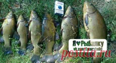 Особенности осенней ловли линя / Богатая добыча