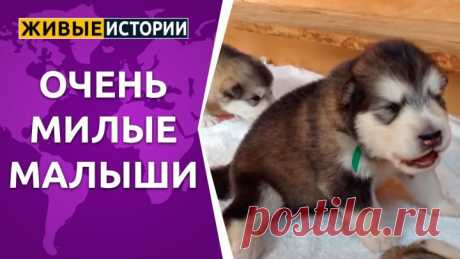 Очень милые малыши