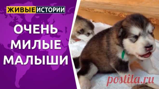 Очень милые малыши