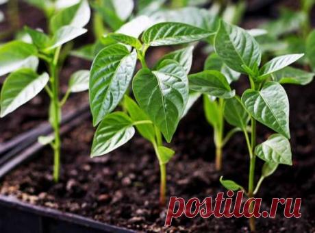 Какие способы позволяют вырастить крепкую рассаду перца в домашних условиях — Дачный участок