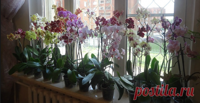 НИКОГДА, никогда не держите орхидею дома! В офисе — можно, дома — нет - В мире чудес