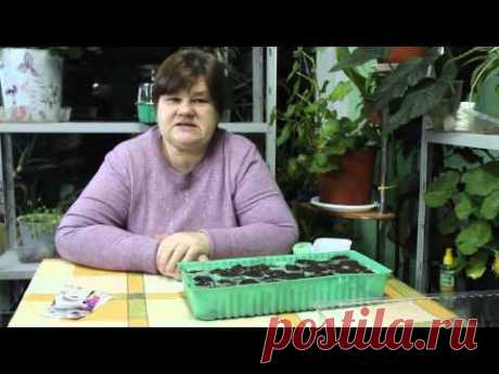 ▶ Как вырастить красавицу? - YouTube
