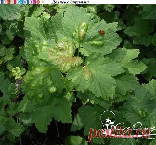 Как избавиться от тли на смородине