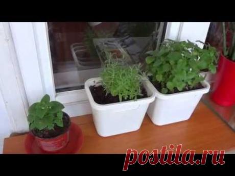 Огород на балконе, растут огурцы, томаты. Начало - 10 мая - YouTube