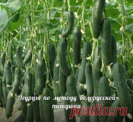Сажаю огурцы по методу белорусской тётушки. Урожай бомба! — Смотрим с оптимизмом