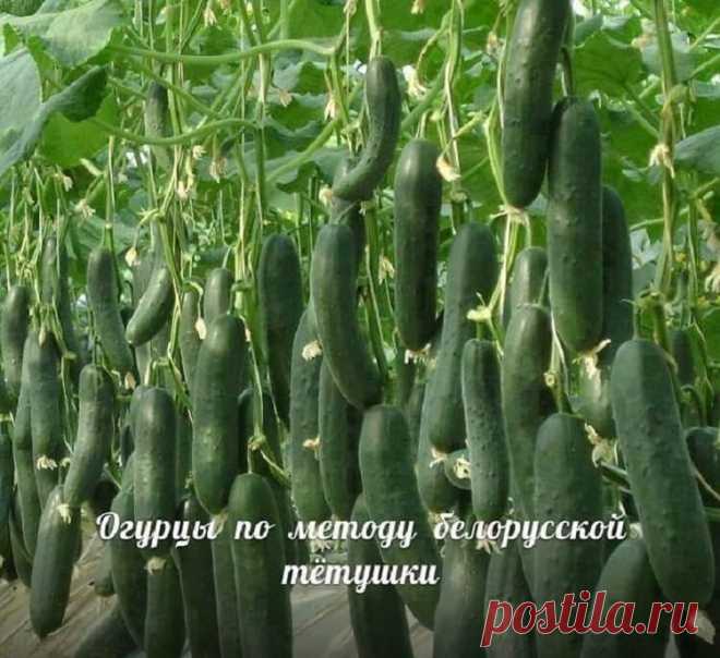 Сажаю огурцы по методу белорусской тётушки. Урожай бомба! — Смотрим с оптимизмом