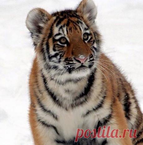 Planet Tiger - Planet Tiger добавил(-а) новое фото.