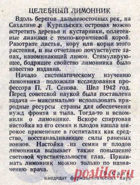 Целебный лимонник