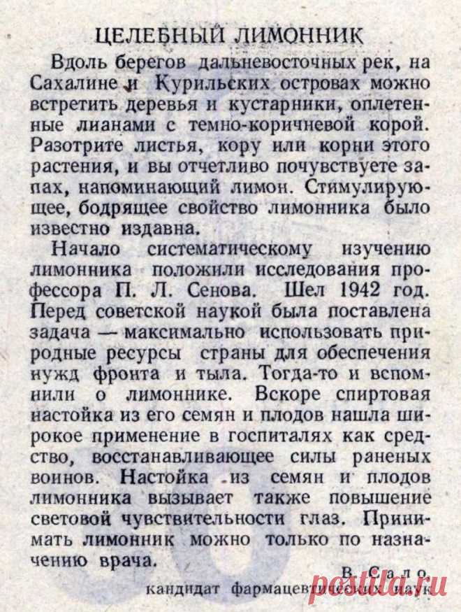 Целебный лимонник