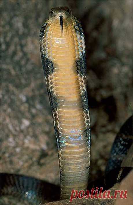 King cobra (Ophiophagus hannah), China.