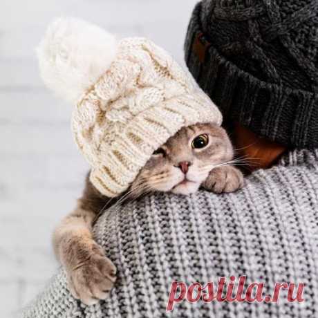 У каждого кота должен быть свой человек.