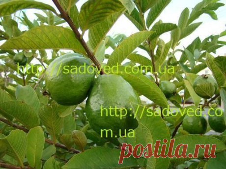 саженцы гуаявы купить,продажа саженцев гуаявы,саженцы экзотов купить - каталог экзотических растений -