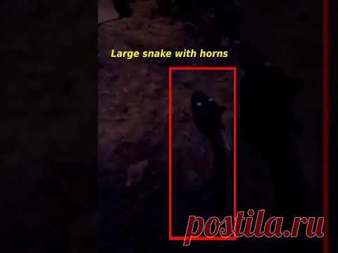 Mysterious snake with horns was captured on camera in an abandoned house. what was that? a mutant snake or mysterious snake with horns and white eyes. The caves and Abandoned houses are inhabited by large snakes, this snake was black in color and was about 2 or 3 meters in length. They say mythical snakes live in underground caves https://youtu.be/wEe9FU_xct4