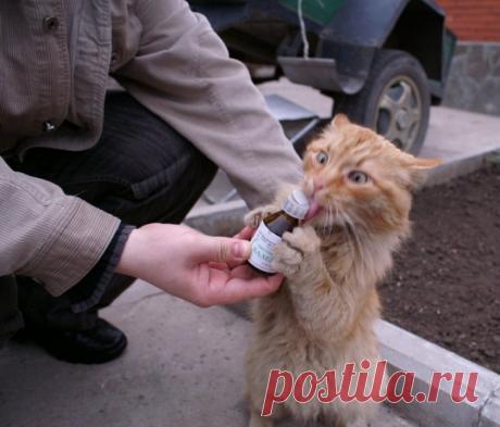 Что будет, если дать коту валерьянку?