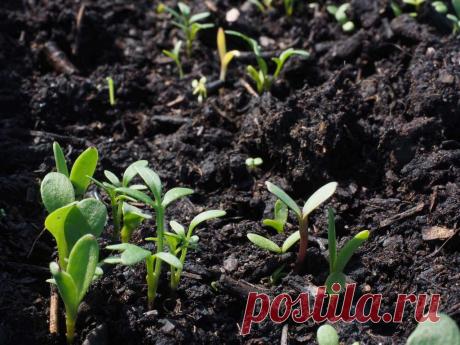 Стратификация семян: простые способы ~ Planetalsad