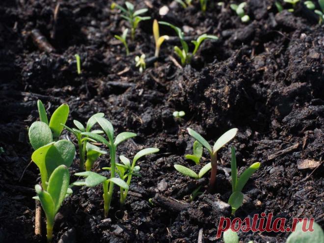 Стратификация семян: простые способы ~ Planetalsad