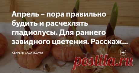 Апрель – пора правильно будить и расчехлять гладиолусы. Для раннего завидного цветения. Расскажу как делаю я Хотите приблизить цветение? Возьмитесь за клубнелуковицы гладиолусов уже в апреле