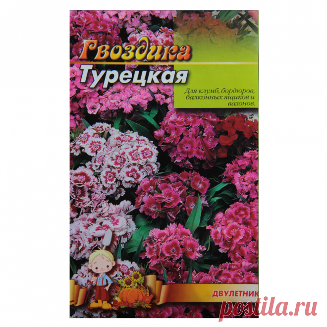 Гвоздика Турецкая Двулетник Семена Цветы, Большой Пакет 3г — в Категории