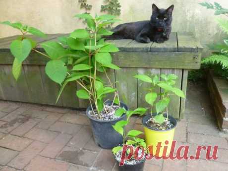 Как правильно посадить гортензию осенью, чтобы растение хорошо прижилось