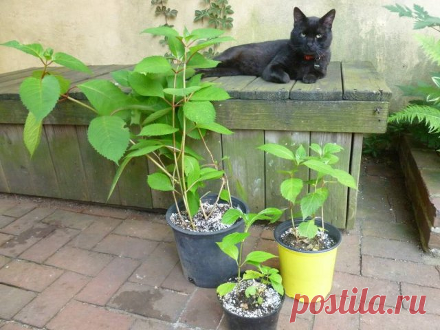 Как правильно посадить гортензию осенью, чтобы растение хорошо прижилось