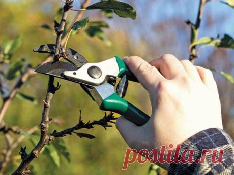 3 вида летней обрезки плодовых деревьев Облагораживание сада проводится для улучшения внешнего вида, стимуляции плодоношения и роста. У летней обрезки плодовых деревьев есть как сторонники, так и противники. В большинстве случаев ее восприн...