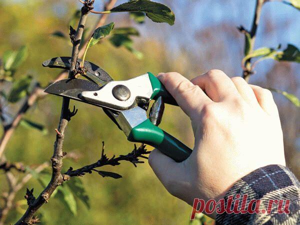 3 вида летней обрезки плодовых деревьев Облагораживание сада проводится для улучшения внешнего вида, стимуляции плодоношения и роста. У летней обрезки плодовых деревьев есть как сторонники, так и противники. В большинстве случаев ее восприн...