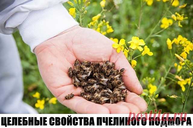 ЦЕЛЕБНЫЕ СВОЙСТВА ПЧЕЛИНОГО ПОДМОРА!