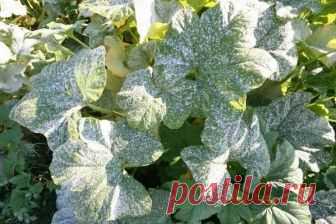 Дневник Зверобой