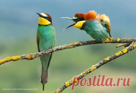 Победители ежегодного конкурса комедийной дикой съемки