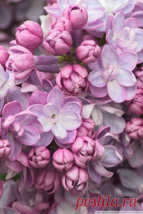 (2) Pinterest