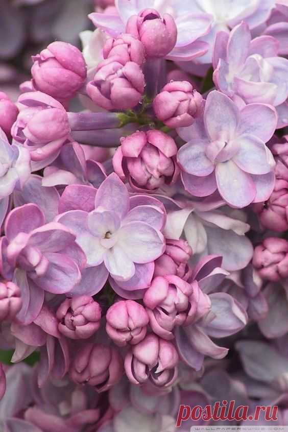 (2) Pinterest