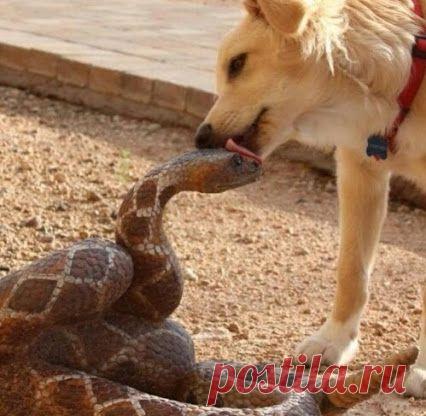 Интересное фото и видео – Фото: Животные – Community – Google+