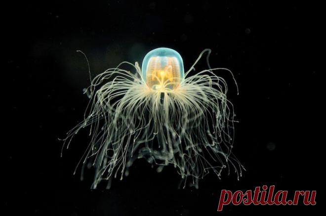 Потрясающие фотографии, которые способны многих удивить