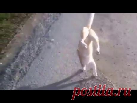 Каждый по своему с ума сходит.  Что только не сделаешь со скуки... ...