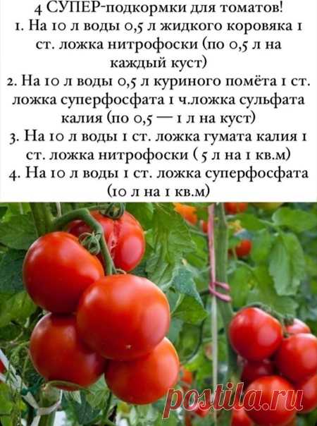 Чeм пoдкoрмить тoмaт