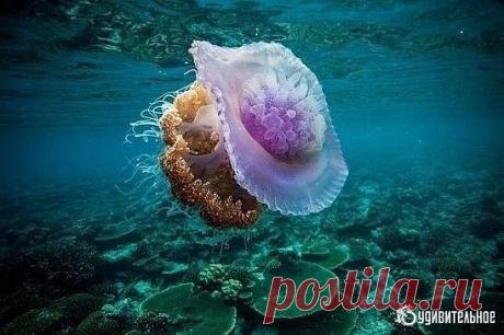 Вот так выглядит ядовитейшая медуза Цефея