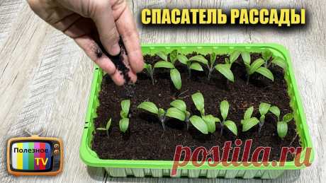 Аптечный спасатель рассады! Просто сыплю под рассаду и она никогда не болеет