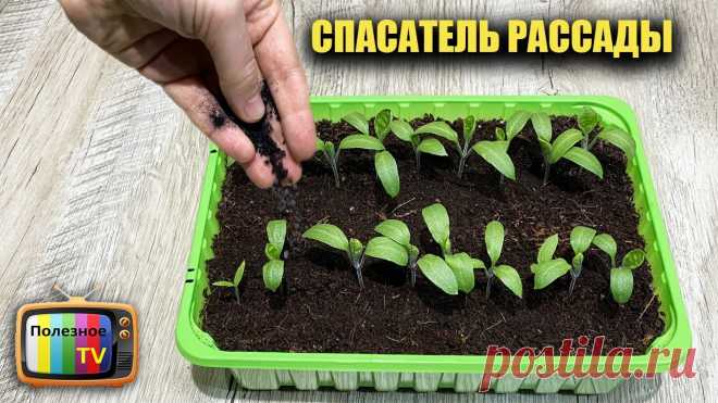 Аптечный спасатель рассады! Просто сыплю под рассаду и она никогда не болеет