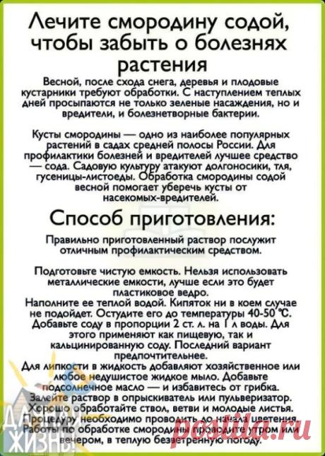 Сода в помощь при проблемах со смородиной. Хорошо помогает справиться со многими болезнями.