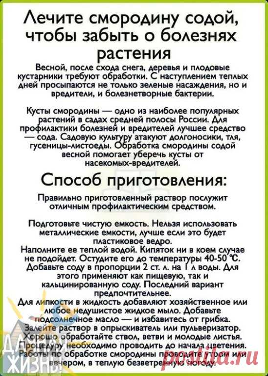 Сода в помощь при проблемах со смородиной. Хорошо помогает справиться со многими болезнями.