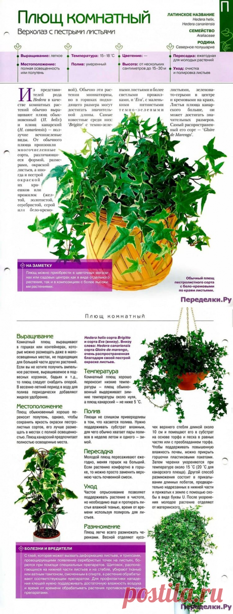Плющ комнатный * Переделки.РуПеределки.Ру