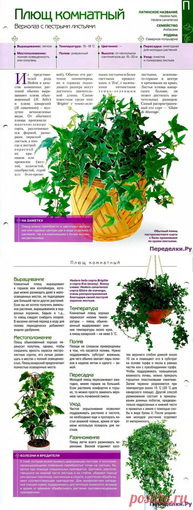 Плющ комнатный * Переделки.РуПеределки.Ру