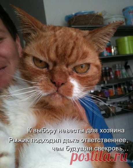 Новый выпуск с котиками - 12 февраля - страница 15